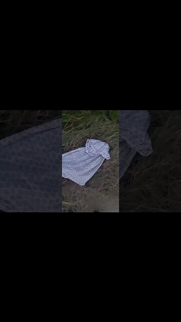 There's a Snake in the chicken coop!