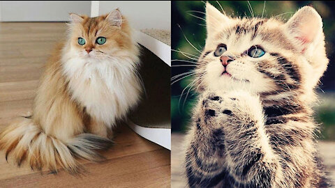 cutest animals ever!