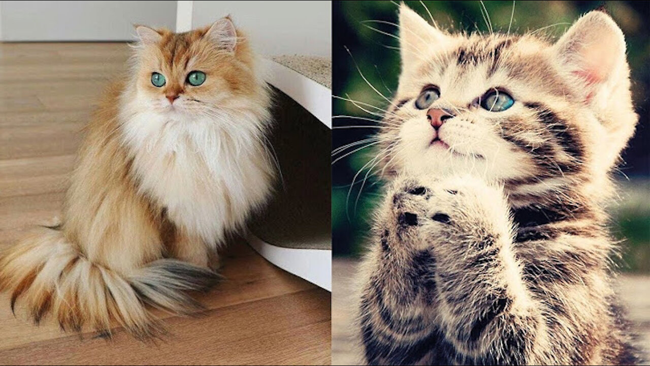 cutest animals ever!