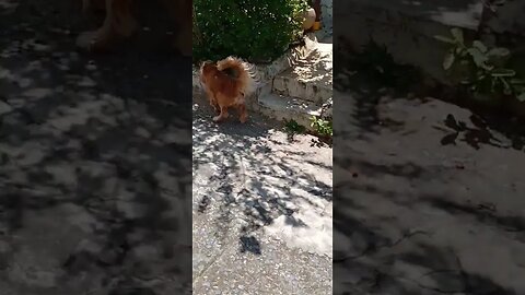 #dogsgow , #animals , #dogs , #shorts