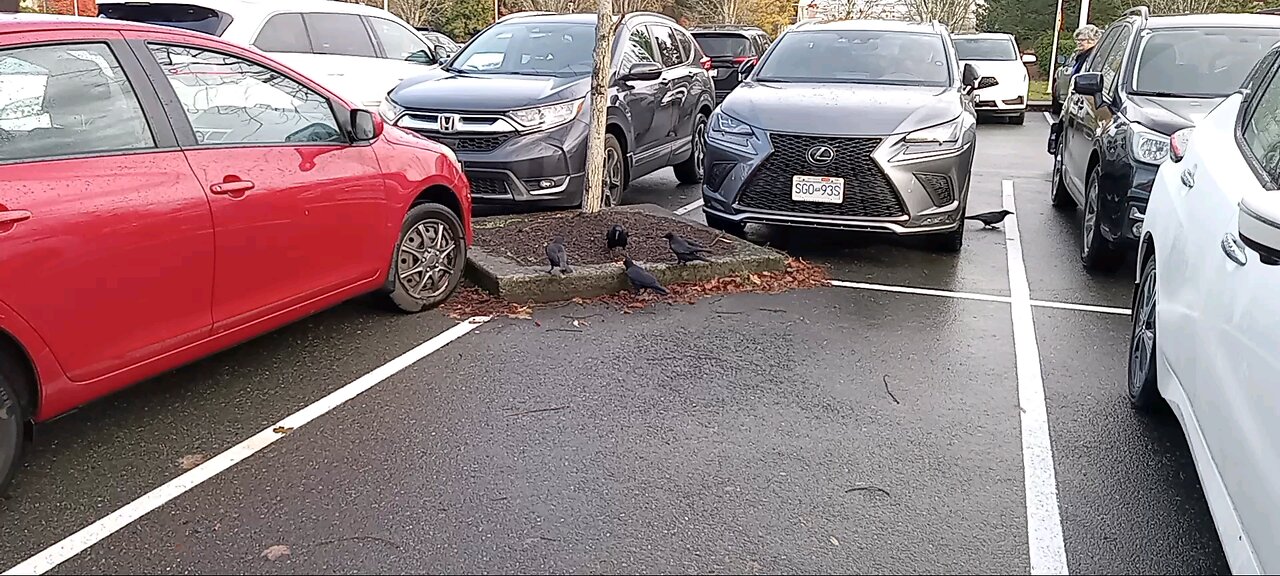 Crows like shelled sunflower seeds