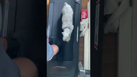 Scotty trying to walk with me on the treadmill