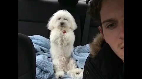 MY DOG THINKS HE'S A HUMAN!