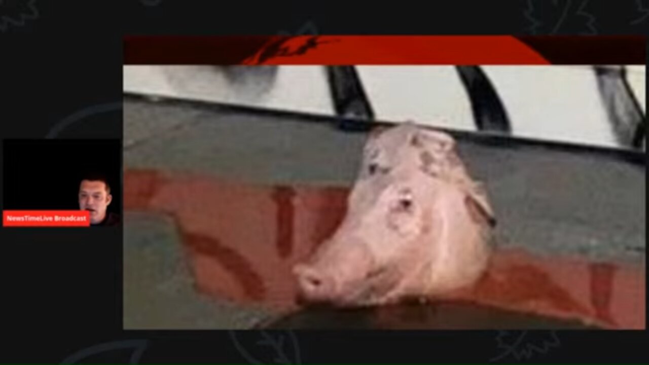 NANCY PELOSI'S VANDALIZED 5 MILLION DOLLAR SAN FRANCISCO HOME PIGS HEAD SPRAY PAINT