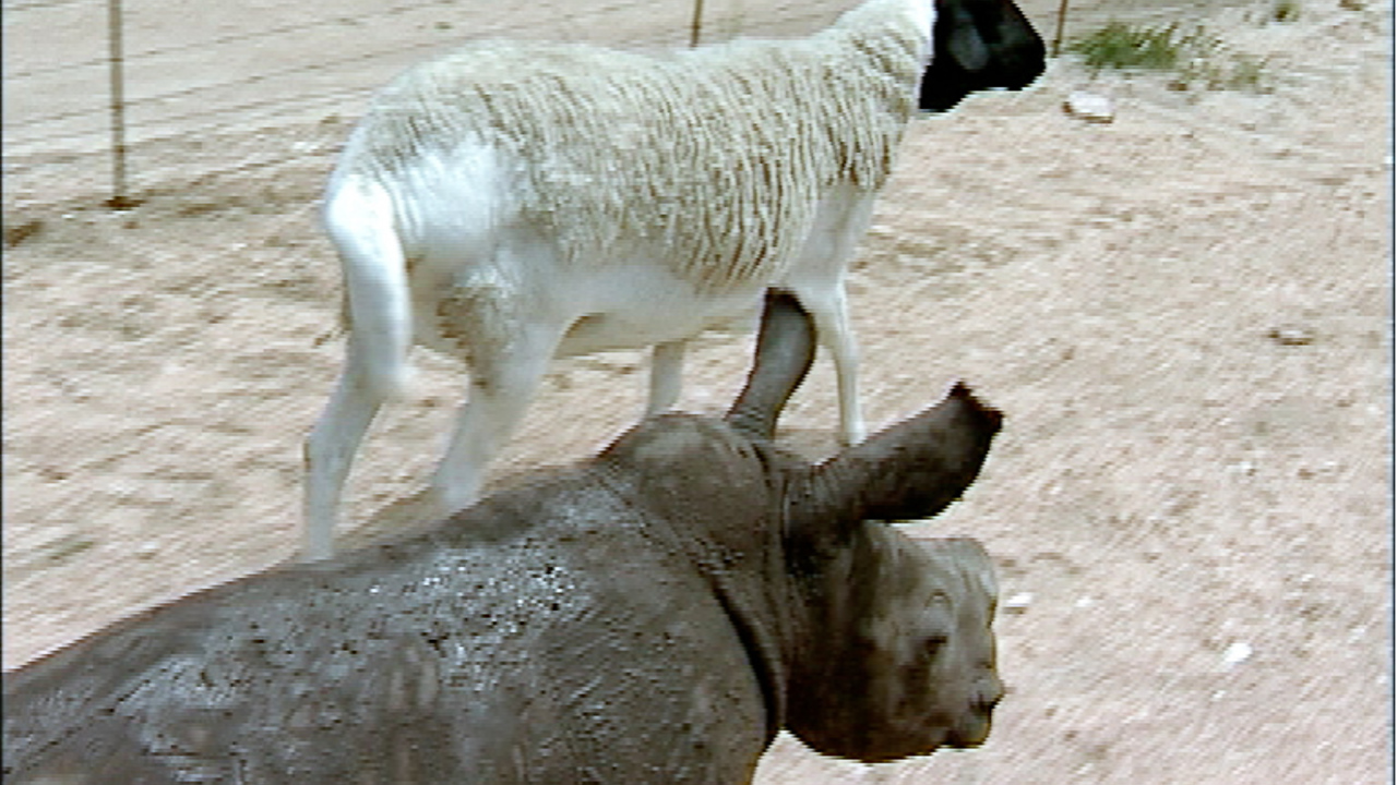 Cute baby rhino orphan and sheep companion