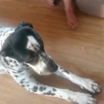 Dog loves to sing during child's violin practice