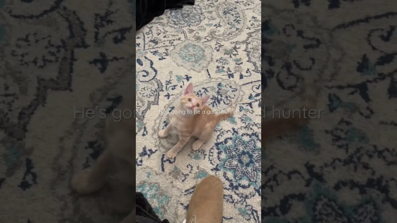 Funny abandoned kitten loves to hunt and play!