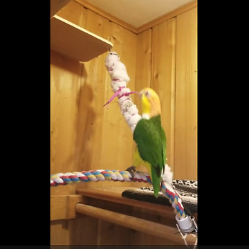 Hilarious parrot literally can't stop dancing