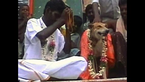 Man Marries Dog