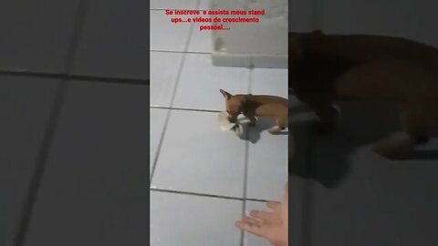 MINHA PINSCHER ZERO ROUBANDO MEIA