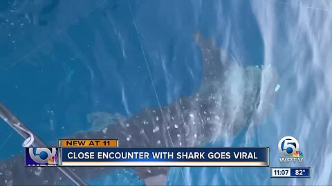 Whale shark spotted off the coast of Palm Beach