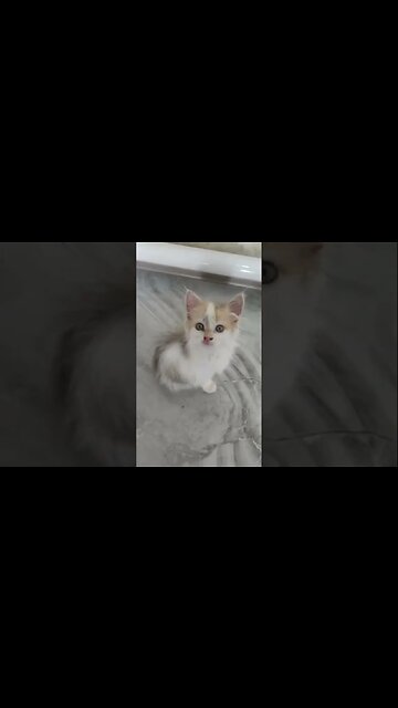 Котенок залез вазу с цветами