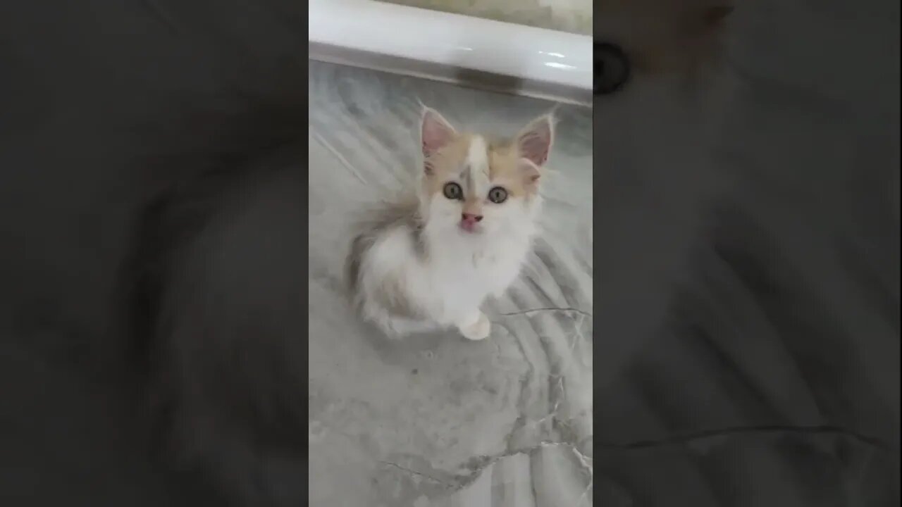 Котенок залез вазу с цветами