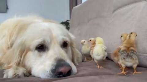 What does a Golden Retriever do when sees Baby Chicks? 🤔