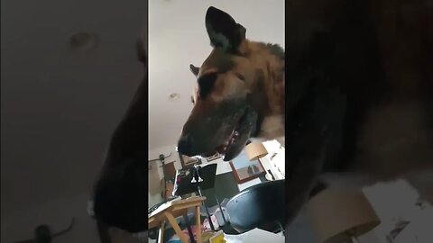 If you stop petting her she gets anxious 😂