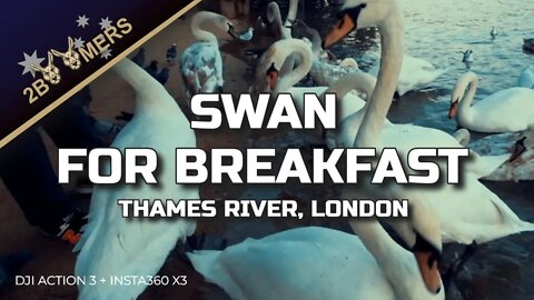 SWANS FOR BREAKFAST LOOKS TASTY THAMES RIVER LONDON #djiaction3 #insta360x3