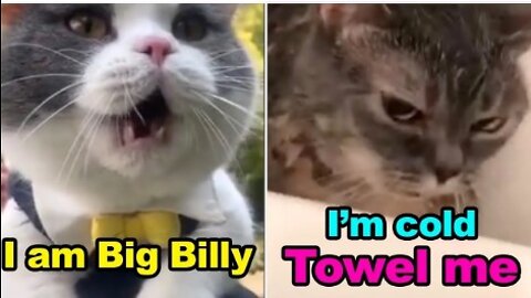 Cats talking !! these cats can speak english better than human
