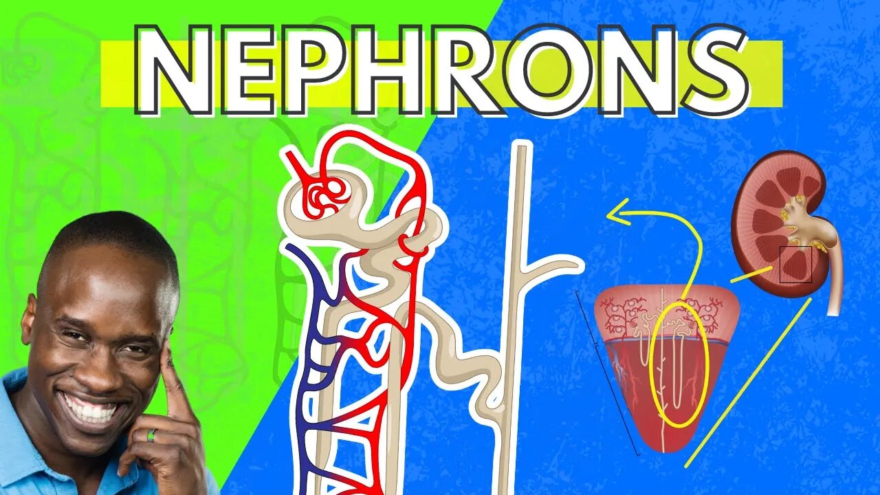 The Structure and Function of the Nephron - Made Easy - Kidney Function