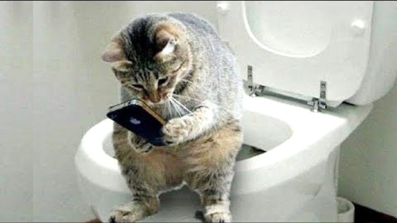Cute Pets And Funny Animals Videos Compilation - So Funny