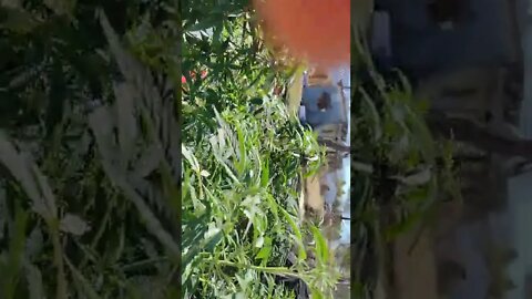 getting ready for the flip