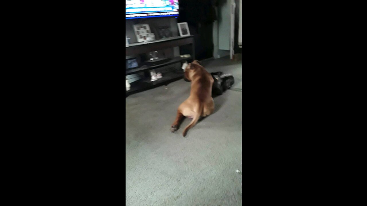 Pit bull and a cat playing