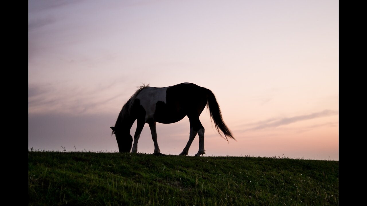 All The Wild Horses – Raising Awareness for America's Wild Horses & Burros covered by Donna Gentile