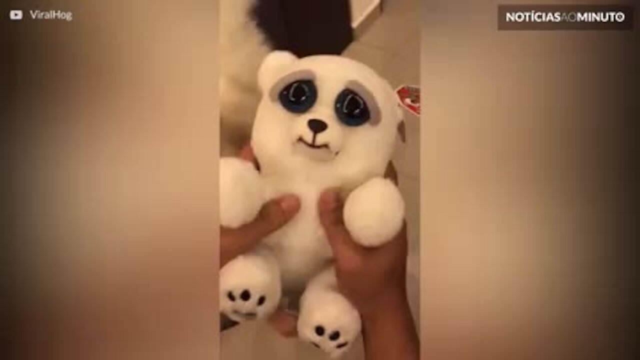 Fofo ou assustador? Brinquedo ou cão verdadeiro?