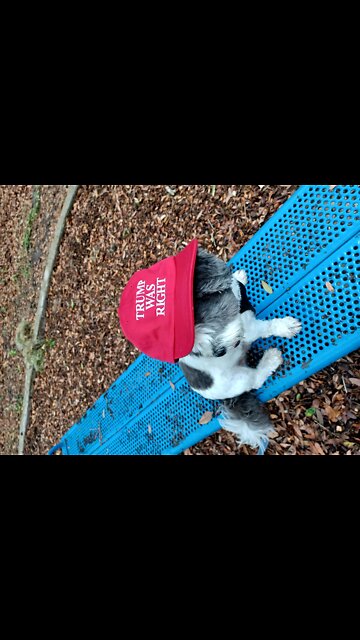 Rocky the Shitzu and the Hens