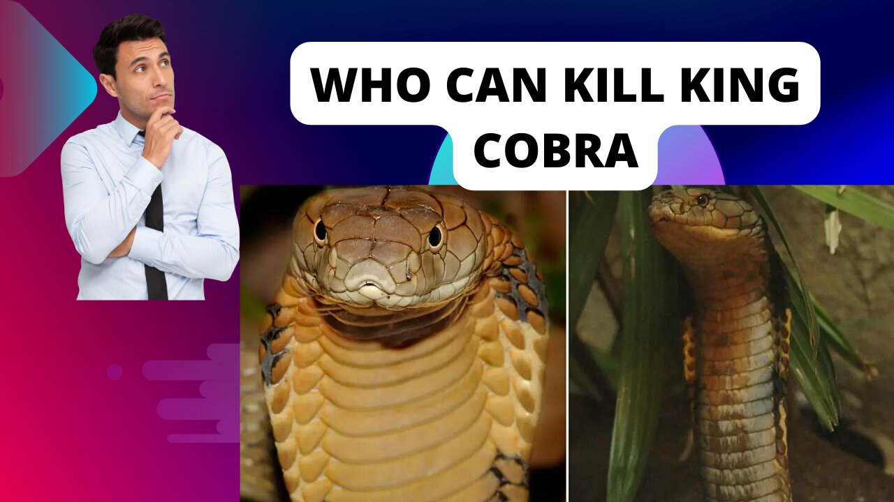 5 Animals That Could Defeat A King Cobra