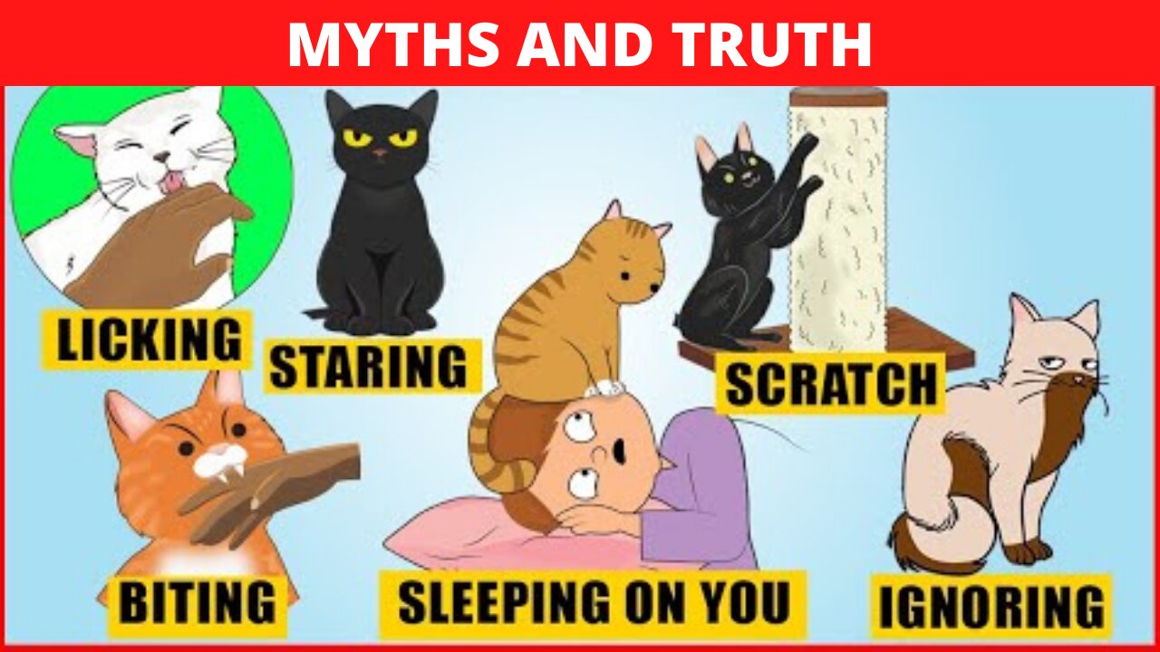 CURIOSITIES AND MYTHS ABOUT [CATS]