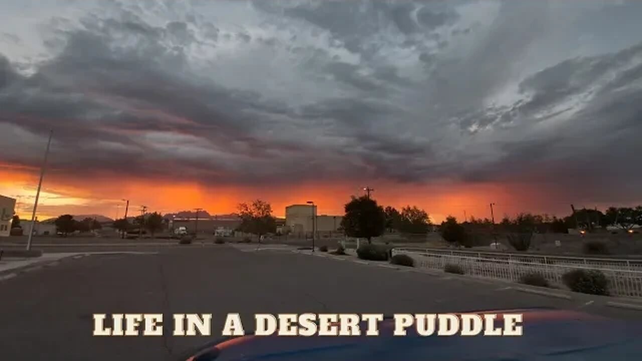 Desert Puddle Life