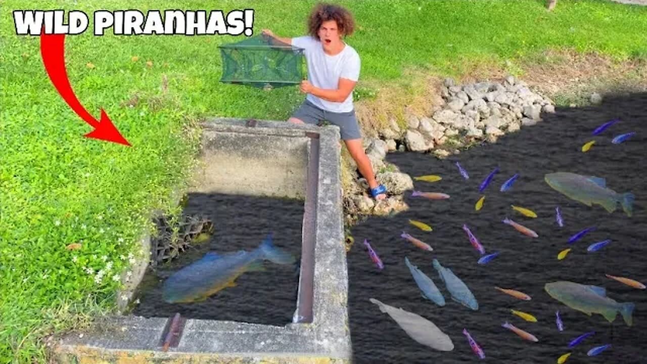 Catching Wild PIRANHAS For Backyard POND!