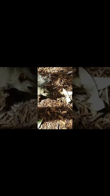 #Squirrel VS #TARDIS #DoctorWHO These Guys R Nuts! #SHORTS YouTube.com/TheLegendOfTheTravelingTARDIS