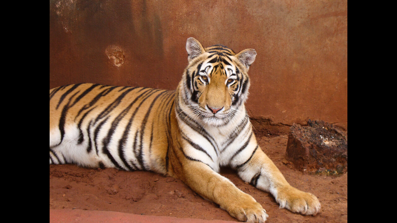 Cataract Surgery in a Bengal Tigress