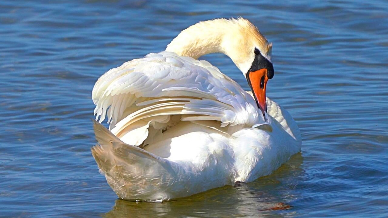 Mute Swan Grooming at Sea