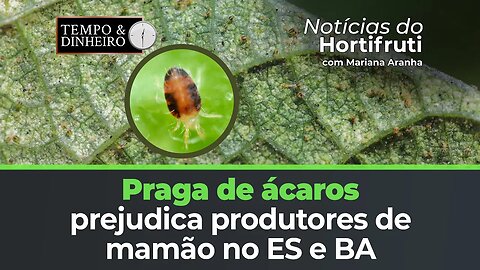 Produtores de mamão enfrentam dificuldades com ácaros no ES e BA