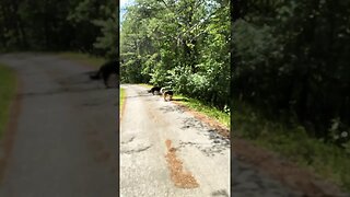 German Shepherds go for a walk #germanshepherd #gsd #mountains