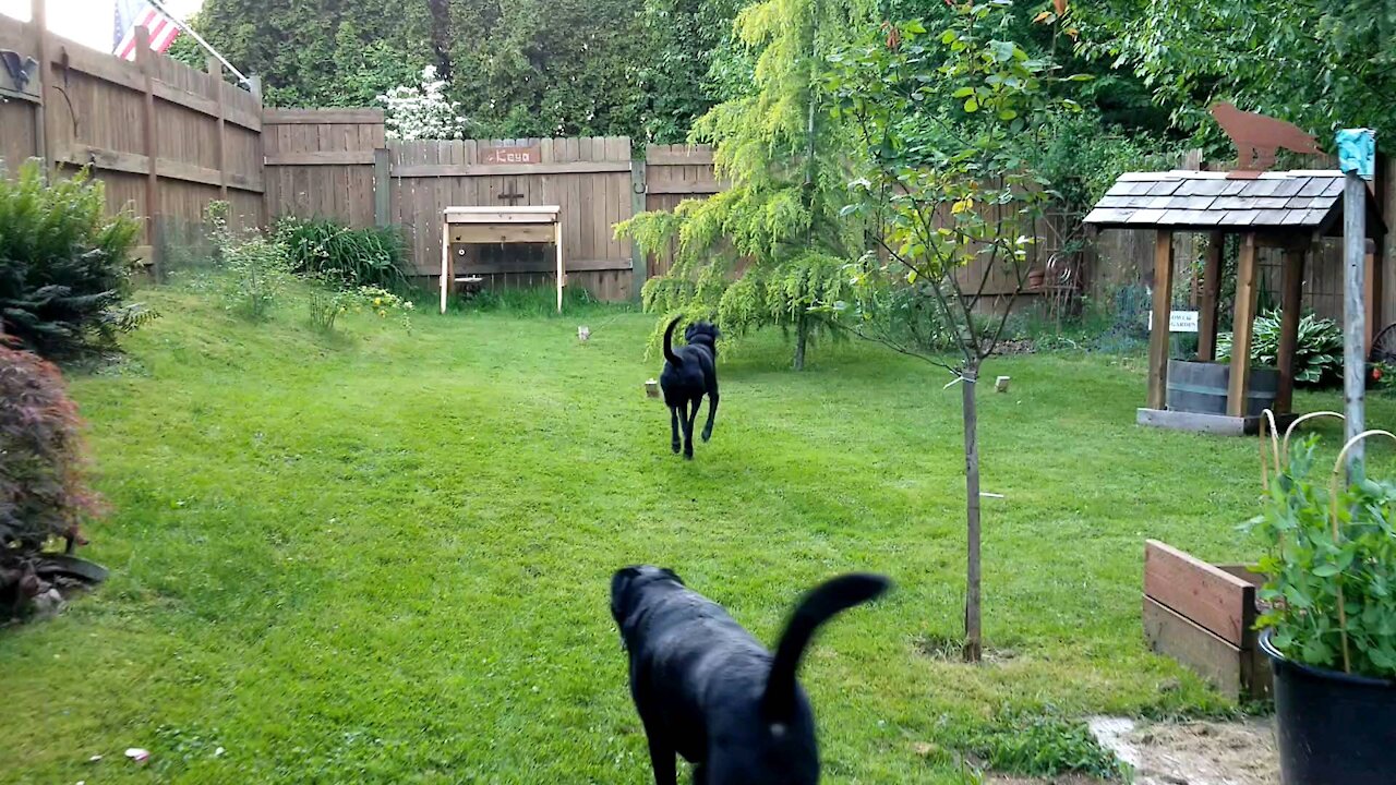 A look at our dogs yard