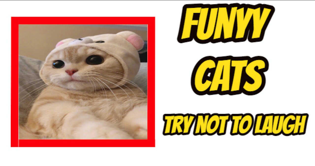 Try not to laugh Funny Cats Compilation 2021