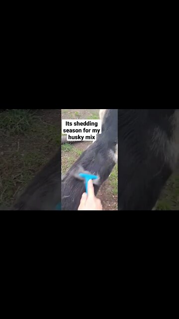 Maple Hides It So Well #shorts #shepsky #dogmom