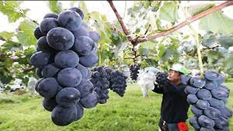 Colorful Japanese Grape Garden - Famous and Expensive Grape Harvest - Japanese Grape Farm