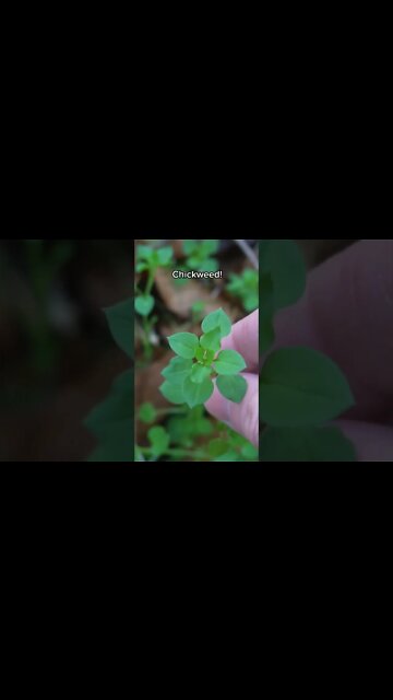 2 Wild Edible Plants to Forage this Winter