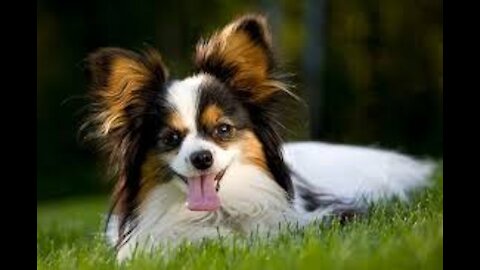Puppy Fall Backwards From Bed And Dog Love Water and Dog take small Dog for a Walk #short