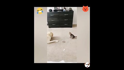 Little Cat Fun With Dog #shorts #youtubeshorts #viral