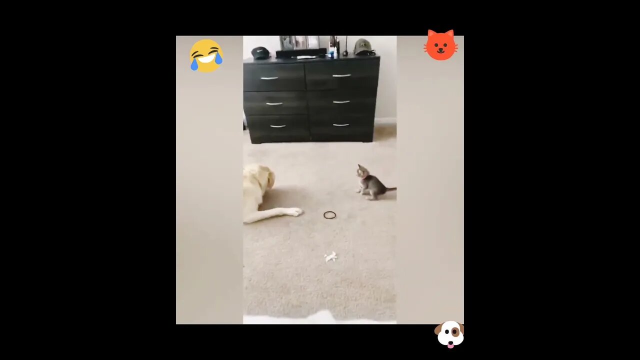 Little Cat Fun With Dog #shorts #youtubeshorts #viral