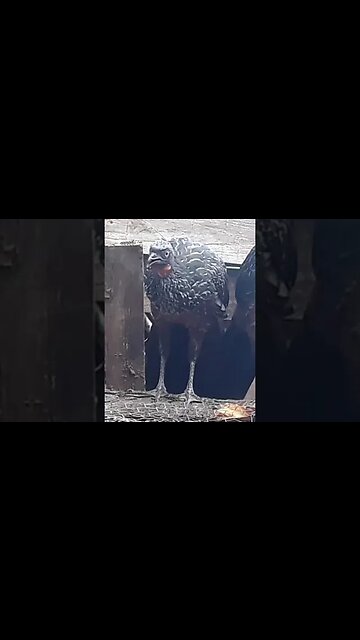 Jacu e seus filhotes na natureza