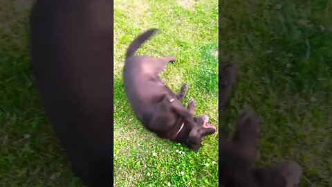 #Labrador loves the #Summer! #Shorts #shortsvideo #dog #puppy