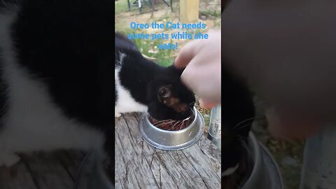 Oreo the #cat needs some #pets while she eats. #cats