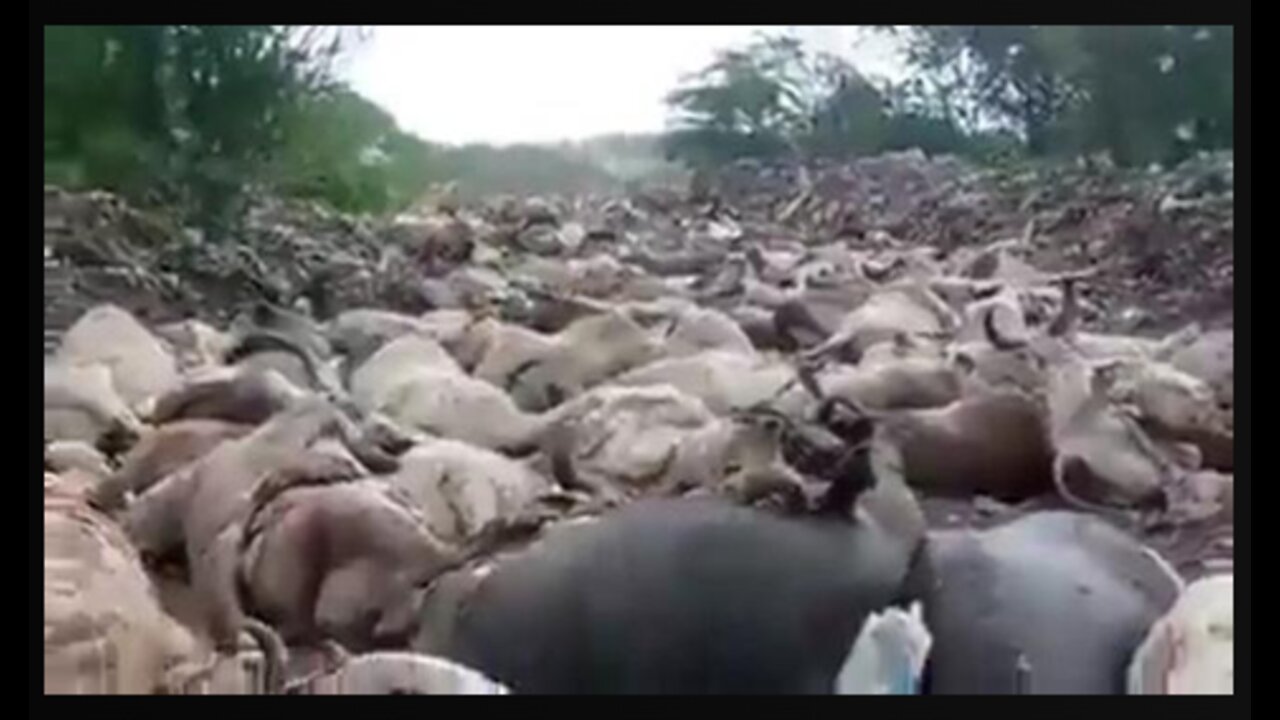 INDIAN STATE OF GUJARAT- TENS OF THOUSANDS OF CATTLE DIE SUDDENLY AFTER BEING GIVEN A VACCINE 💉