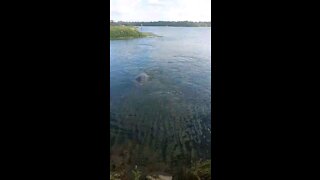 Manatees swimming.